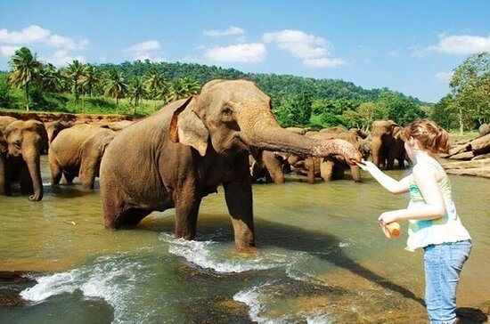 Pinnawela Elephant Orphanage - En-route Colombo to Kandy