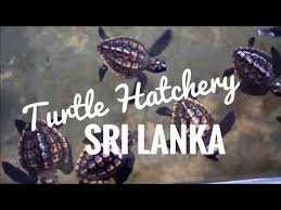 Turtle Hatchery, Bentota
