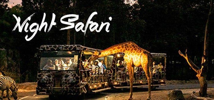 Day 06: Night Safari (Tram Ride + Animal Show)